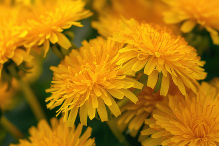 Vibrant yellow dandelions captured in exquisite detail, heralding the arrival of springの素材
