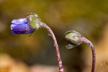 Hepatica nobilis is healing, used in liver and gall bladder diseases.の写真素材