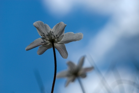 Anemone nemorosa belongs to the first spring flowers.の写真素材