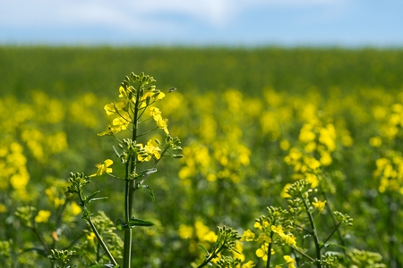Rapeseed (Brassica napus) is a crop grown for oilseeds, used mainly to produce oil.