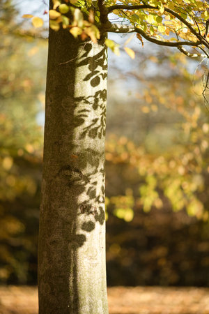Autumn colorful leaves on autumn background