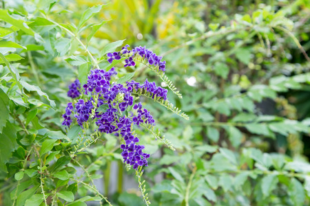 The purple flower