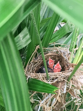 Baby Birds