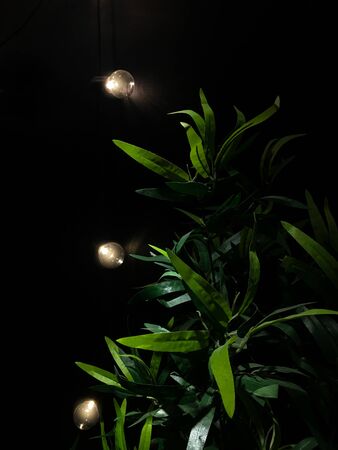 Light Bulb with Green Leaves