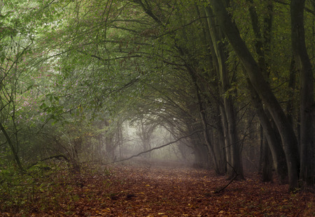 Foggy autumn landscape.の写真素材