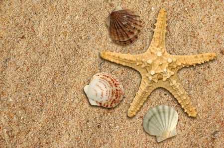 starfish and shells on the sand の写真素材