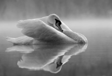 swan の写真素材