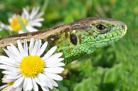 lizardの写真素材