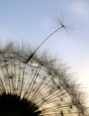 abstract filmy seeds of dandelion の写真素材