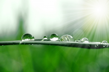 Fresh grass with dew drops close up Fresh grass with dew drops close up