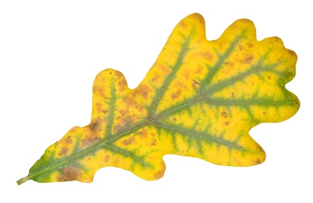 Autumn leaves の写真素材