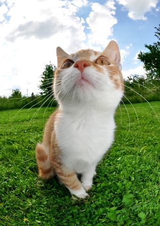 young cat in the grass の写真素材