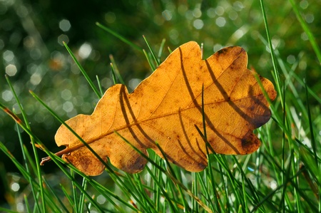Moisture on dropped leaf lying in grass の写真素材