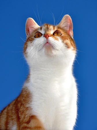 young cat の写真素材