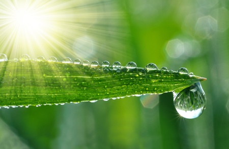 Fresh grass with dew drops close up の写真素材