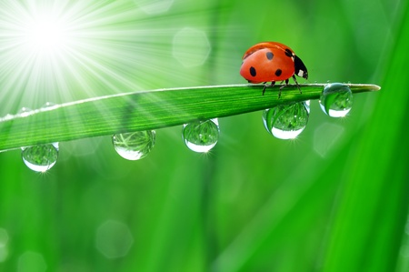 fresh morning dew and ladybirdの写真素材