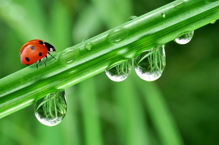 fresh morning dew and ladybirdの写真素材