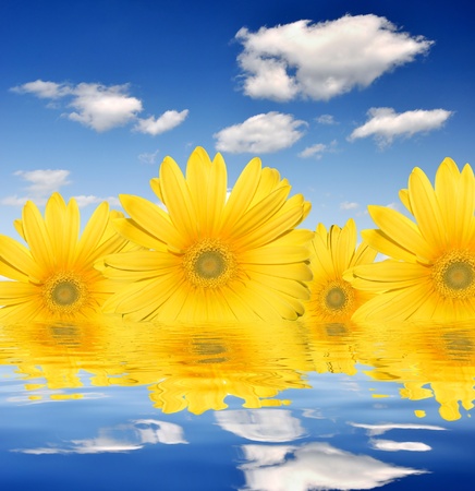 yellow gerberas の写真素材
