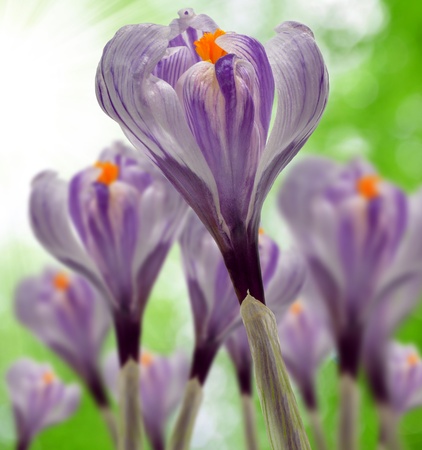 Beautiful Spring Flowers の写真素材