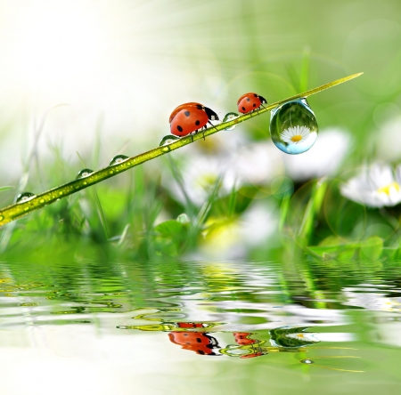 fresh morning dew and ladybird fresh morning dew and ladybird