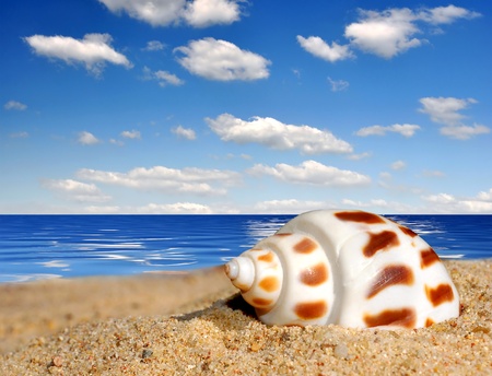 Conch shell on beachの写真素材