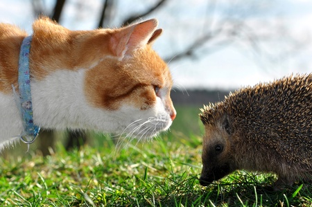 hedgehog  and cat