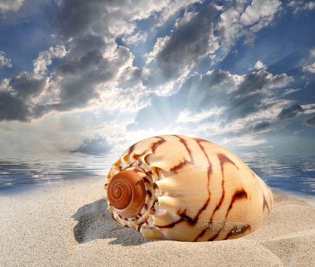 Conch shell on beach の写真素材