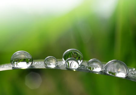 Fresh grass with dew drops close up 