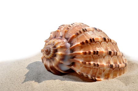 shells on the sand 