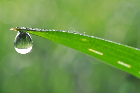 Fresh grass with dew drops close up の写真素材