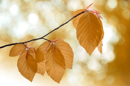 Autumn leaves 