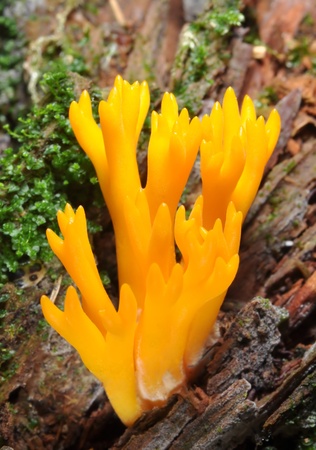 coral mushroom Ramaria Formosa の写真素材