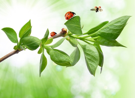 spring branch with ladybug の写真素材