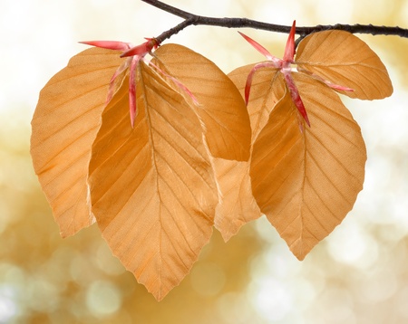 Autumn leaves 
