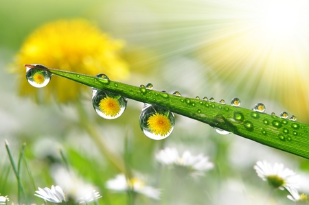 Fresh grass with dew drops close up の写真素材