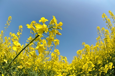 Rapeseed field の写真素材
