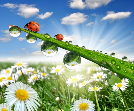 fresh morning dew and ladybugの写真素材