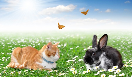 cute rabbit with cat の写真素材