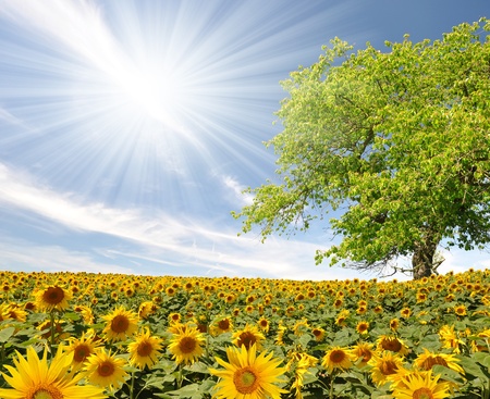 spring landscape with sunflower field の写真素材