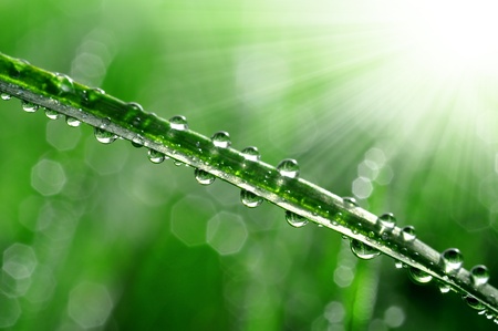 Fresh grass with dew drops close up の写真素材