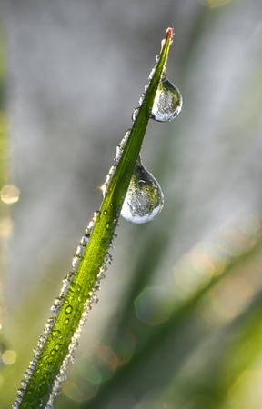 frozen morning dewの写真素材