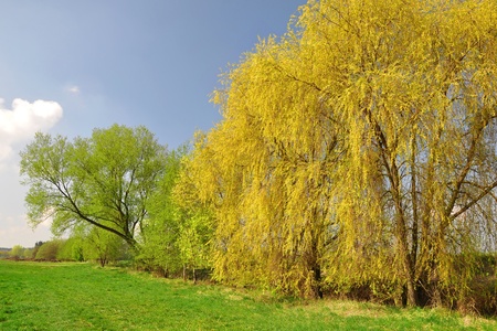 spring landscapeの写真素材