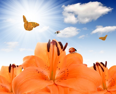 floral background with orange lily,butterflies and ladybugsの写真素材
