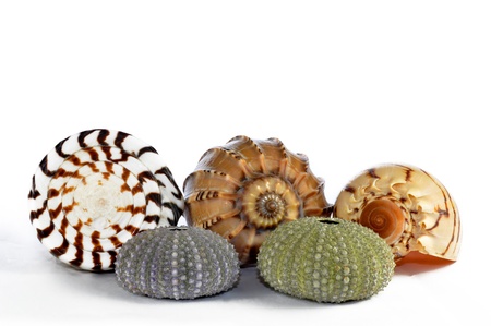 tropical sea shells の写真素材