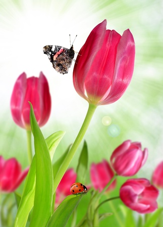 pink tulips with butterfly and ladybugの写真素材