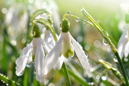 snowdrop flower in morning dewの写真素材