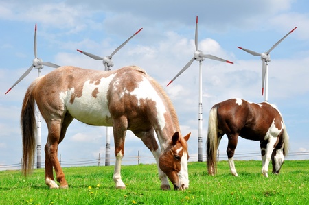Horse in the meadow In the background of wind turbinesの写真素材