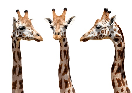 Giraffes isolated の写真素材