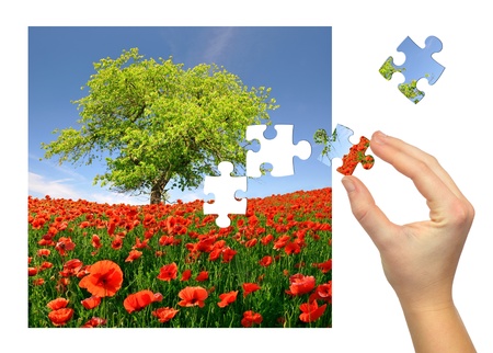 puzzle spring landscape with poppy field の写真素材