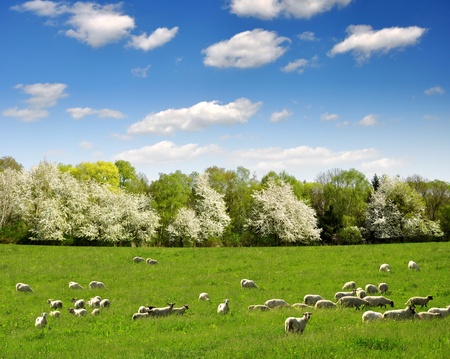 Spring landscape with the herd of sheeps の写真素材